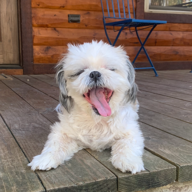 BIG yawn Bucky